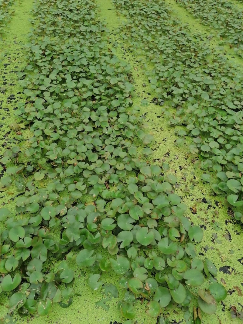 批量出售10-15公分睡莲，苗子好，货量多