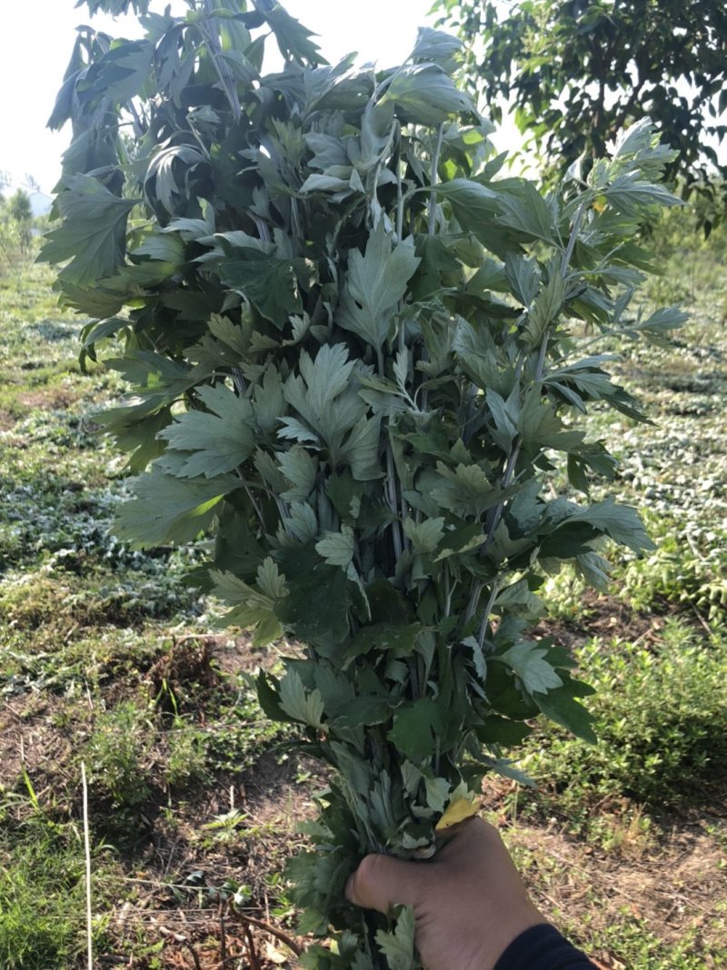 天然野生艾草产地直发包邮