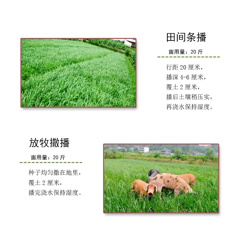 冬牧70养殖猪牛羊鸡鸭鹅高产量