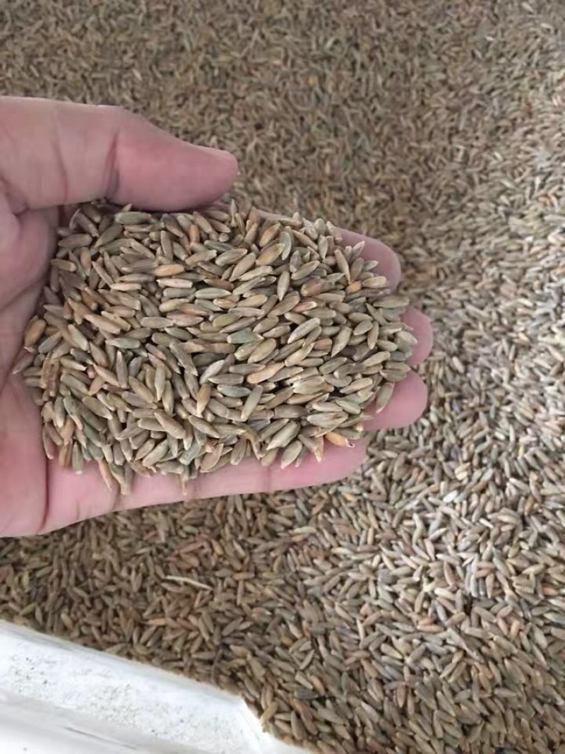 冬牧70养殖猪牛羊鸡鸭鹅高产量