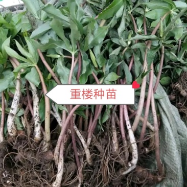 重楼苗产地直销一手货源批发零售新鲜苗