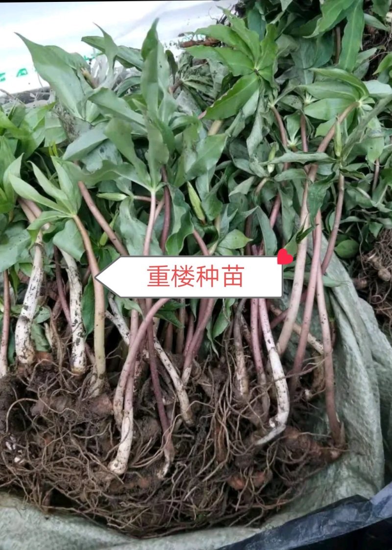 重楼苗产地直销一手货源批发零售新鲜苗