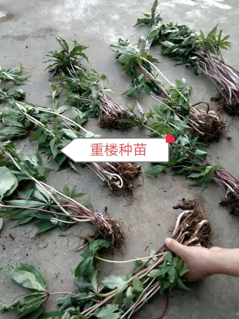 重楼苗产地直销一手货源批发零售新鲜苗
