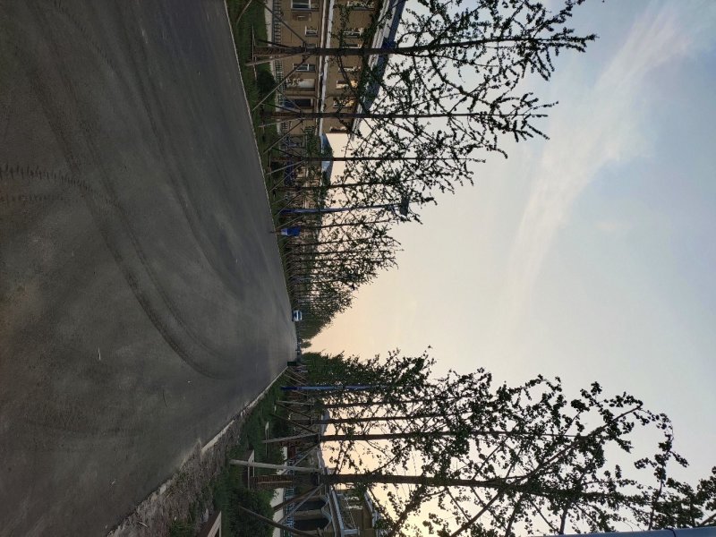 银杏，15-25银杏树产地，银杏苗木购销，欢迎实地看货
