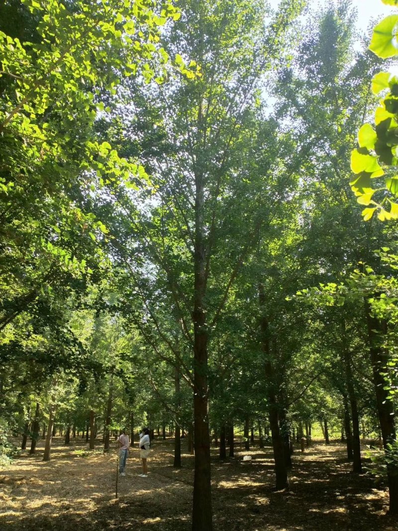 银杏，15-25银杏树产地，银杏苗木购销，欢迎实地看货