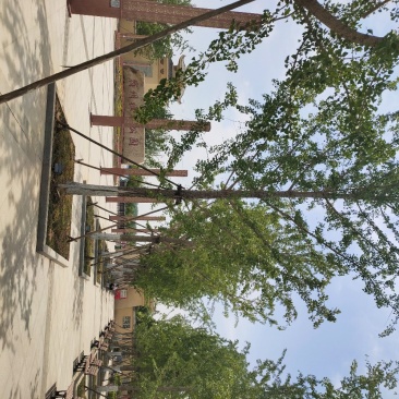 银杏，15-25银杏树产地，银杏苗木购销，欢迎实地看货