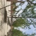 银杏，15-25银杏树产地，银杏苗木购销，欢迎实地看货