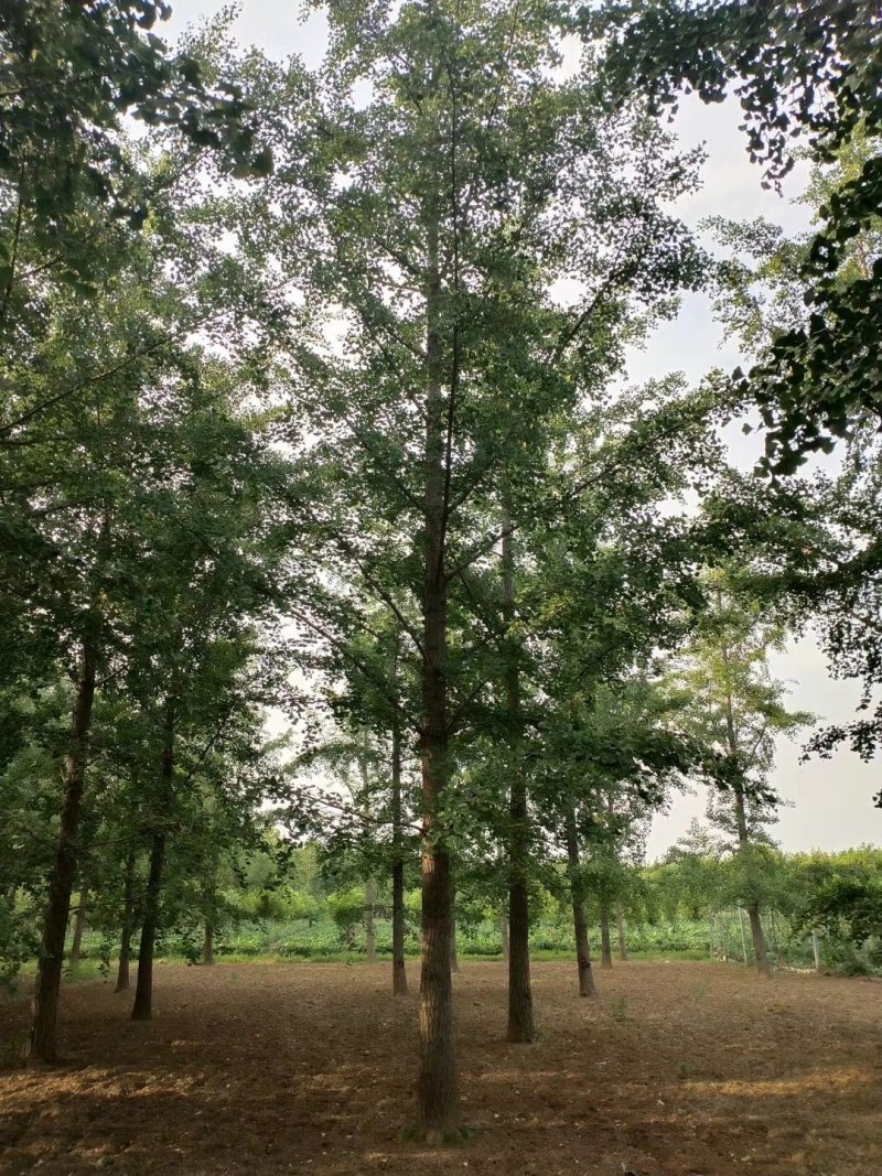 银杏，15-25银杏树产地，银杏苗木购销，欢迎实地看货
