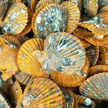 北海黄金扇贝新鲜扇贝养殖基地出售量大齐全