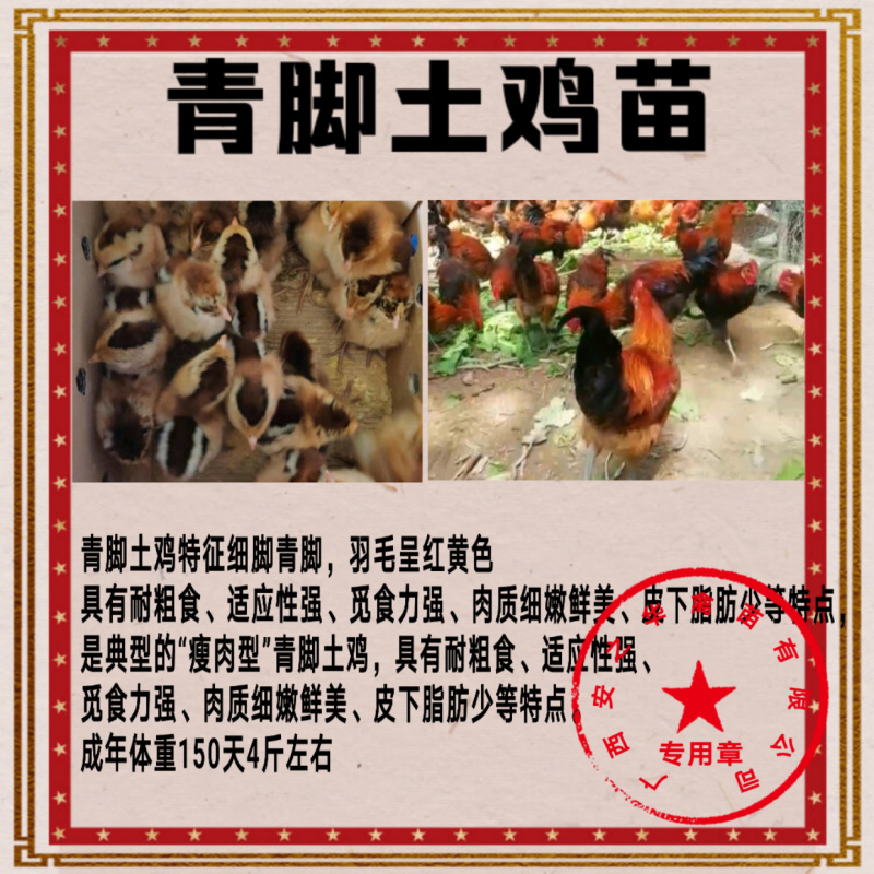 青脚鸡苗️，质量保障、店有（诚信企业）证书