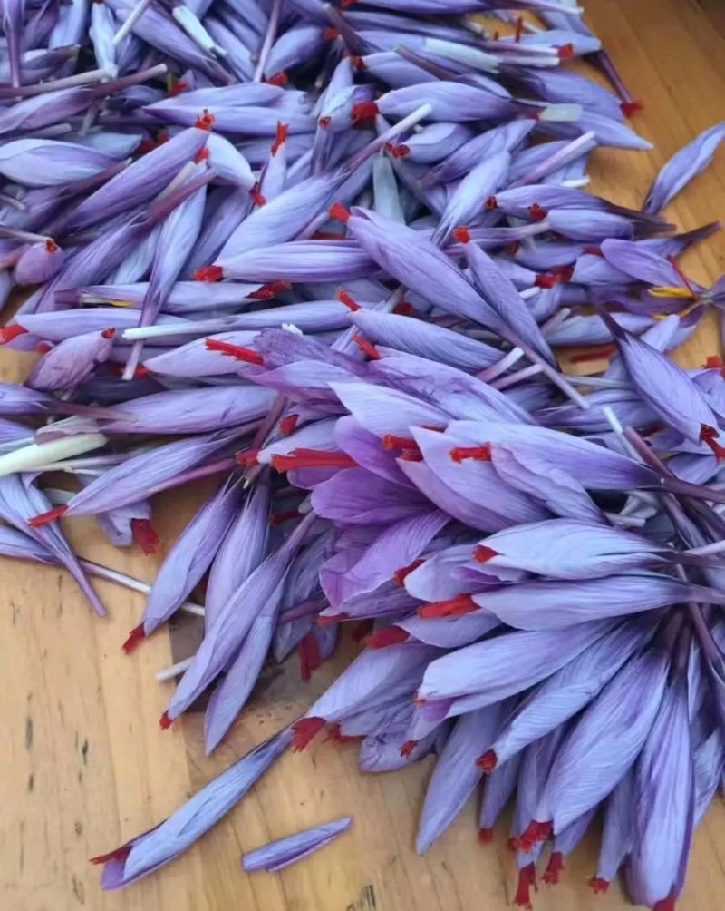 藏红花种苗种球产地直销批发零售效益高免费技术指导