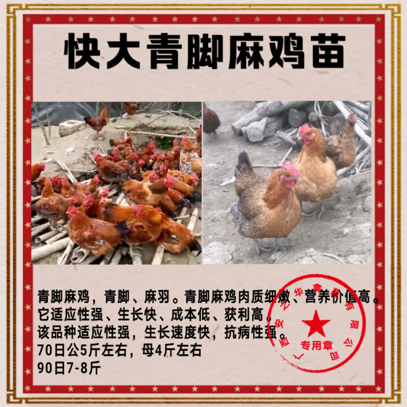 青脚土鸡苗.️质量保障、店有（诚信企业）证书
