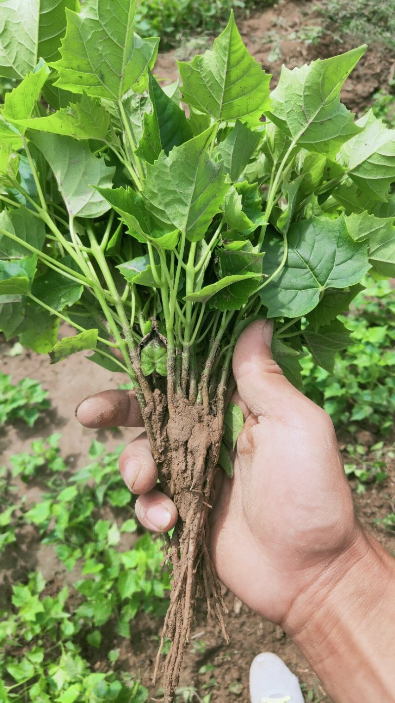 楸树，楸树苗小苗，根苗，0.8以上根苗梓树小苗