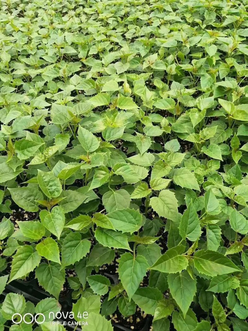 楸树，楸树苗小苗，根苗，0.8以上根苗梓树小苗