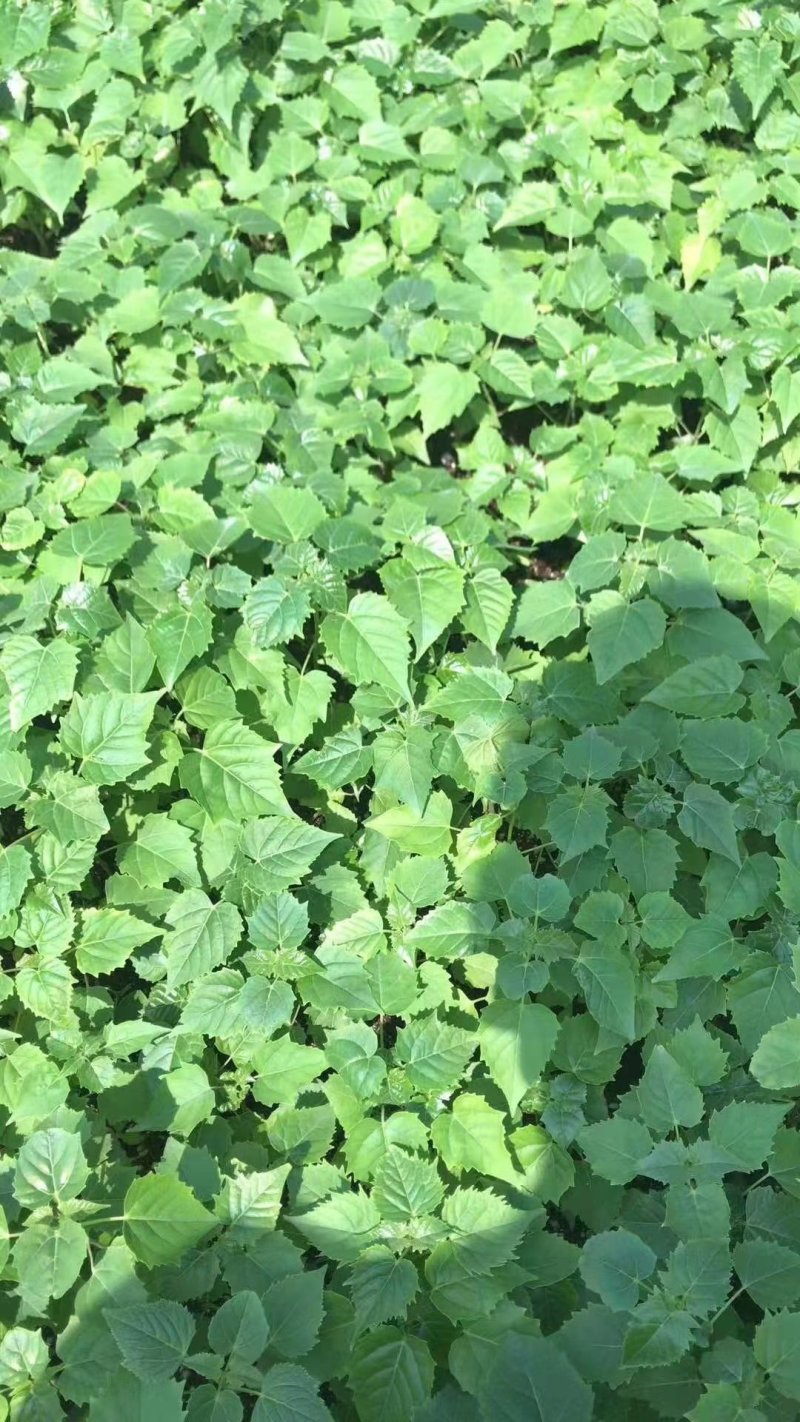 楸树，楸树苗小苗，根苗，0.8以上根苗梓树小苗