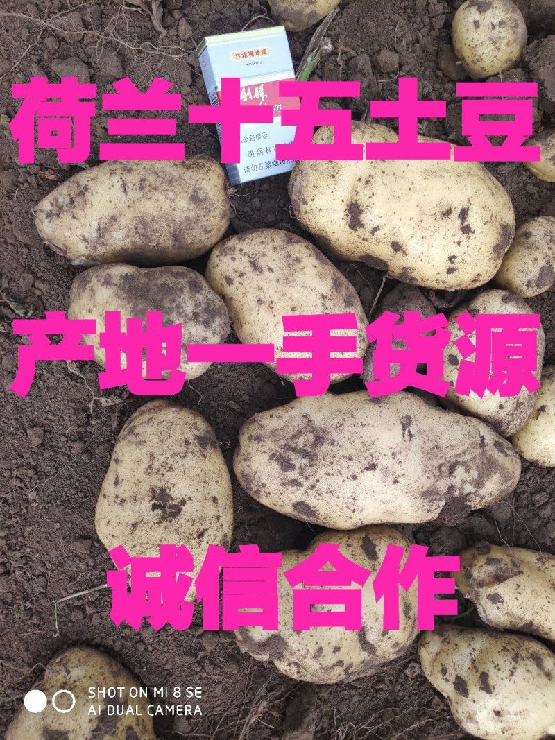 土豆荷兰土豆产地直供，肉质鲜美量大从优