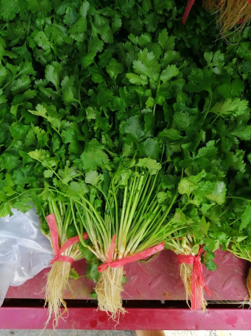 香菜大叶香菜小叶香菜‘