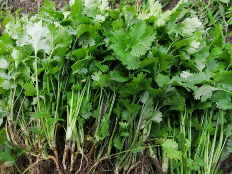 香菜大叶香菜小叶香菜‘
