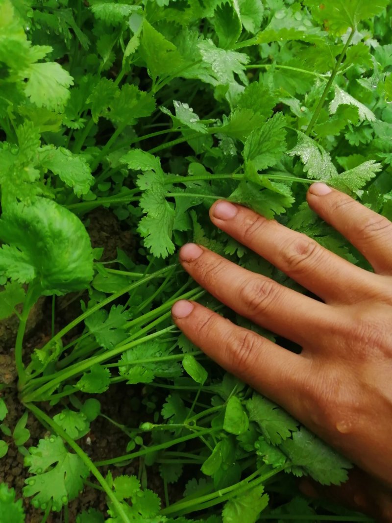 香菜大叶香菜小叶香菜‘