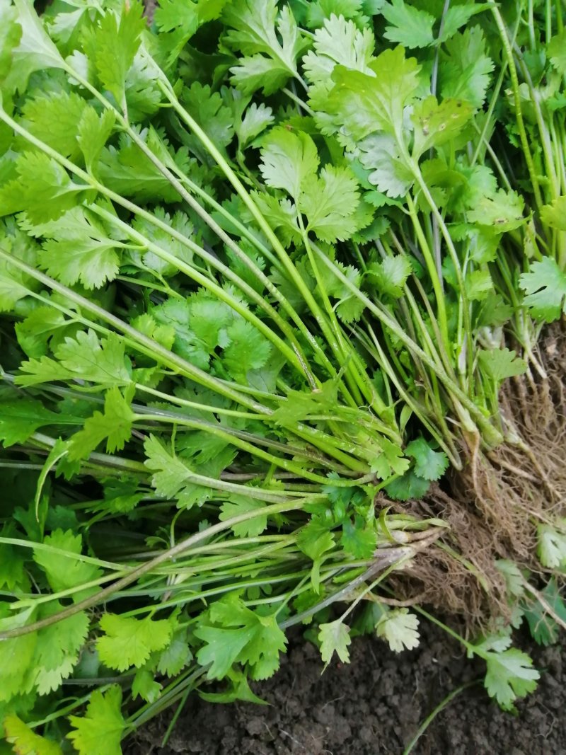 香菜大叶香菜小叶香菜‘