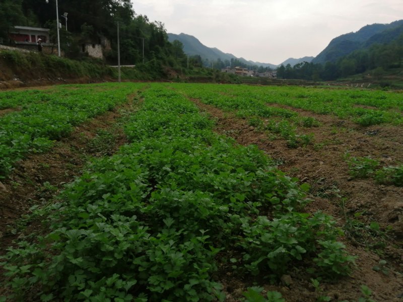 香菜大叶香菜小叶香菜‘