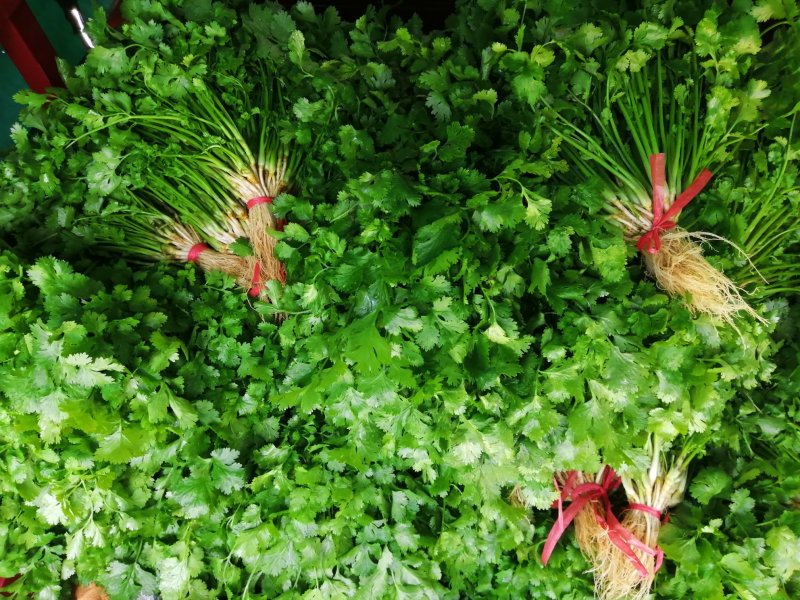 香菜大叶香菜小叶香菜‘