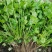 香菜大叶香菜小叶香菜‘