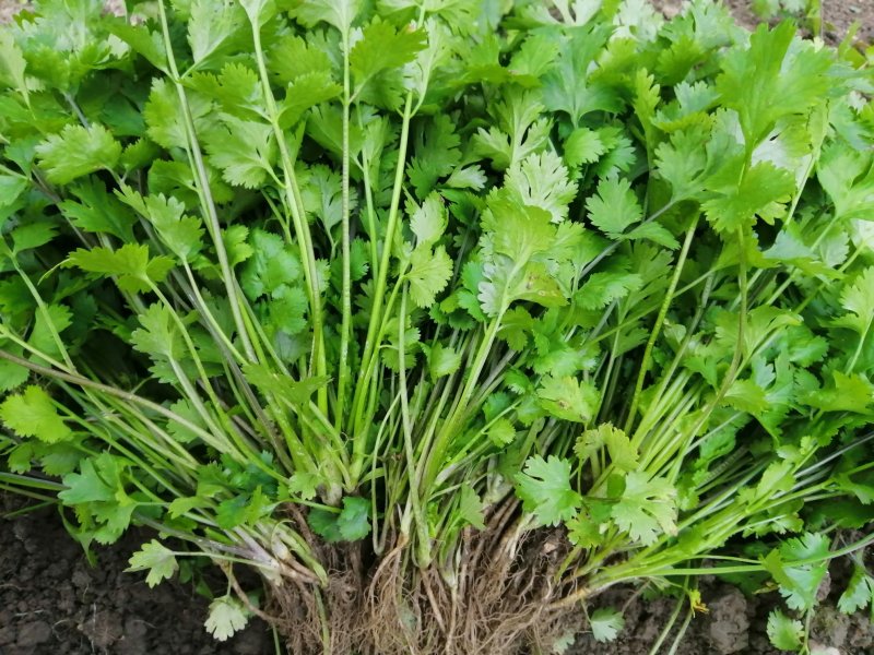 香菜大叶香菜小叶香菜‘
