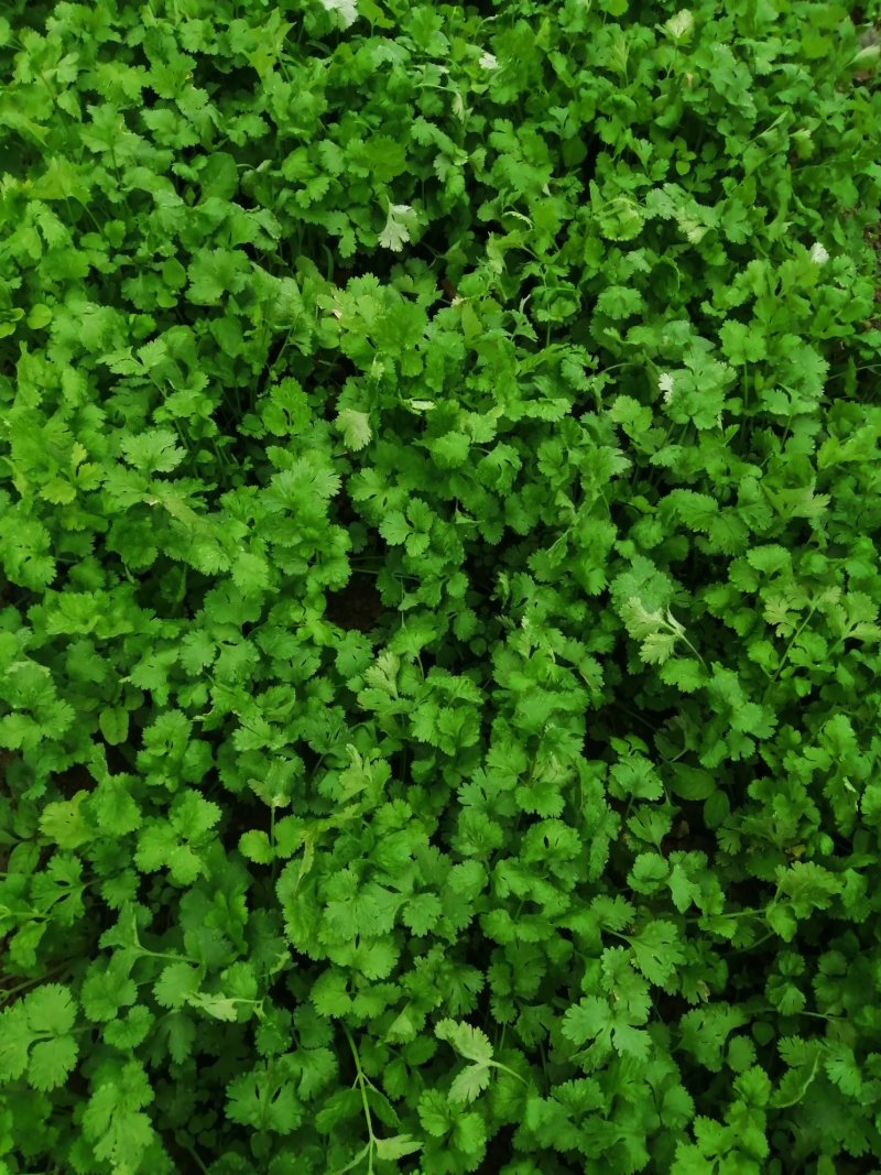 香菜大叶香菜小叶香菜‘