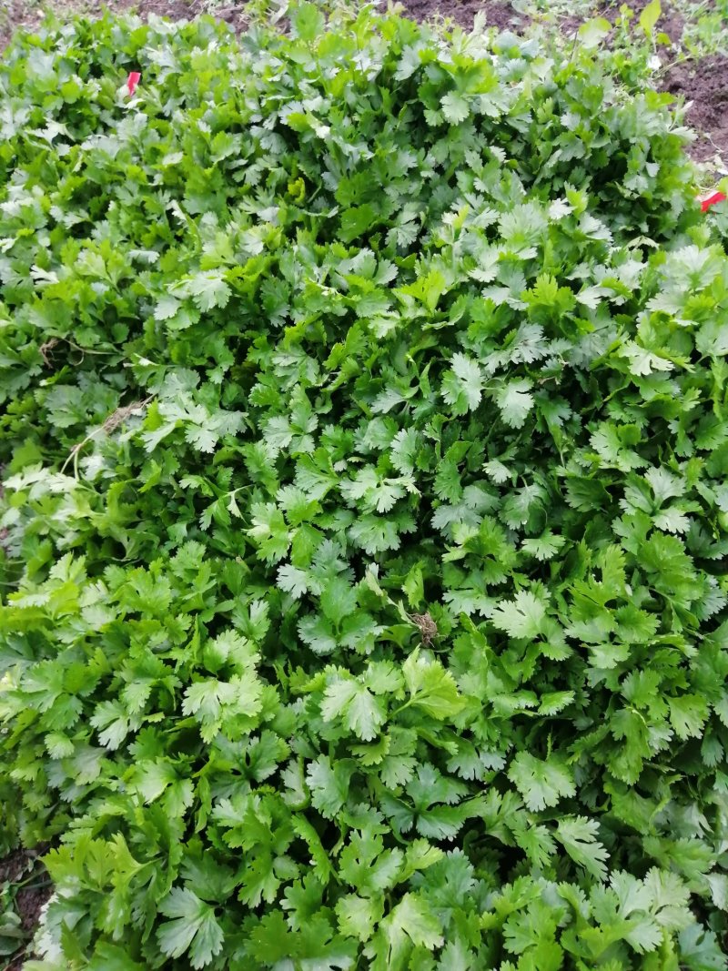 香菜大叶香菜小叶香菜‘