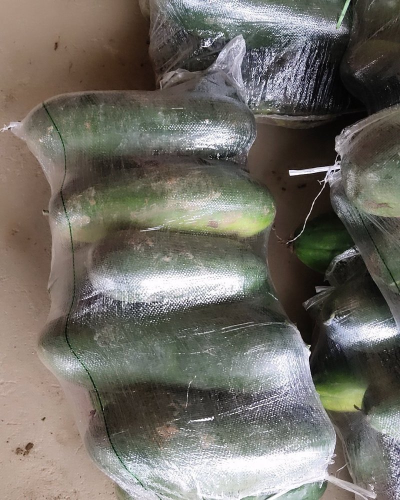 河南新野绿皮冬瓜大量上市中，基地热销中欢迎大家选购。