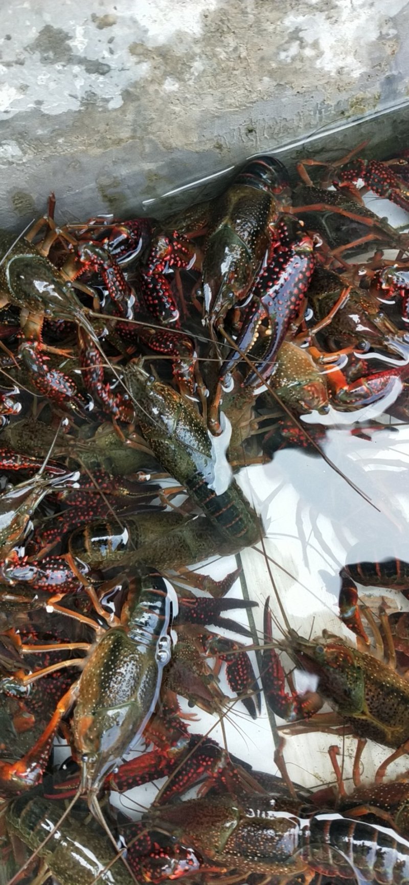 清水9钱以上青虾
