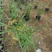 基地批发水生植物旱伞草小杯旱伞草大杯旱伞草一手货源