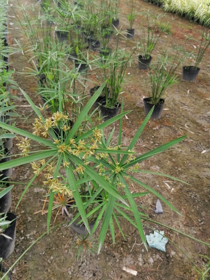 基地批发水生植物旱伞草小杯旱伞草大杯旱伞草一手货源
