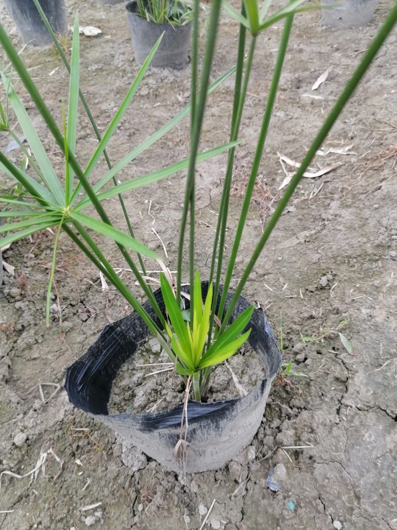 基地批发水生植物旱伞草小杯旱伞草大杯旱伞草一手货源