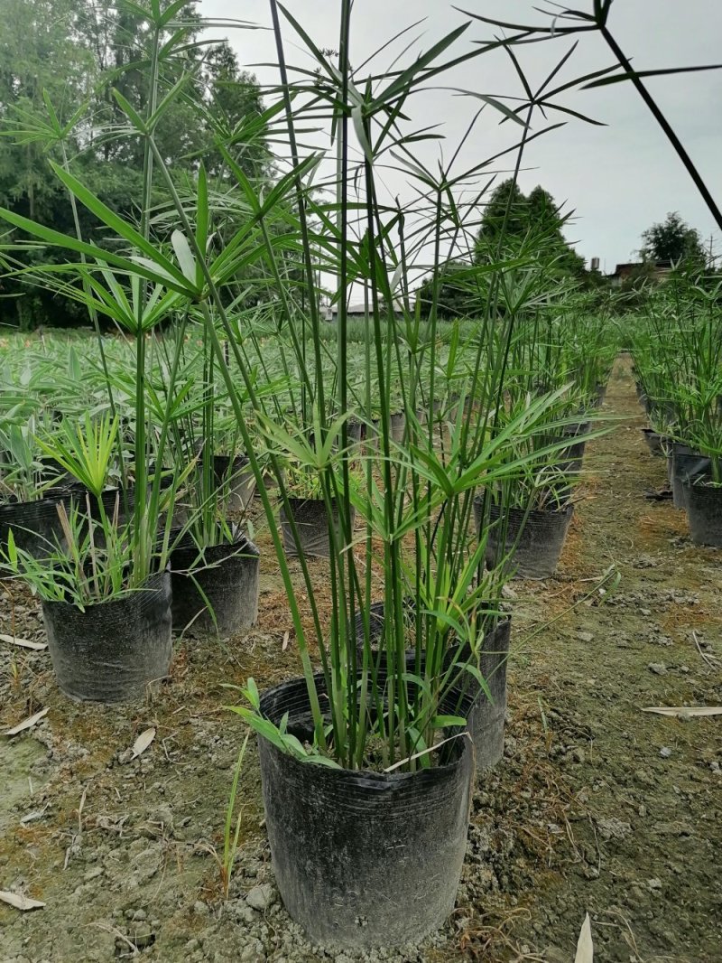 基地批发水生植物旱伞草小杯旱伞草大杯旱伞草一手货源