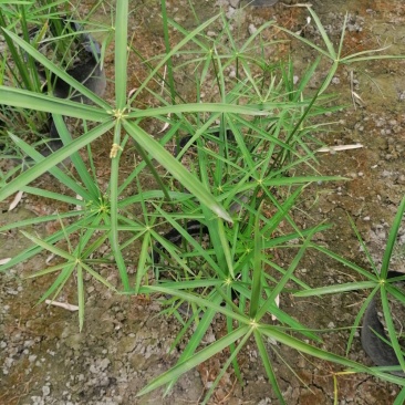 基地批发水生植物旱伞草小杯旱伞草大杯旱伞草一手货源