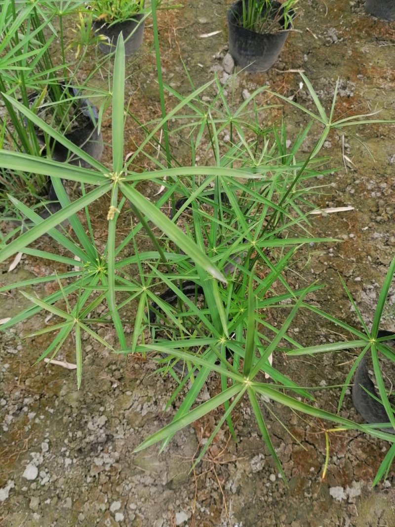 基地批发水生植物旱伞草小杯旱伞草大杯旱伞草一手货源