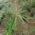 基地批发水生植物旱伞草小杯旱伞草大杯旱伞草一手货源