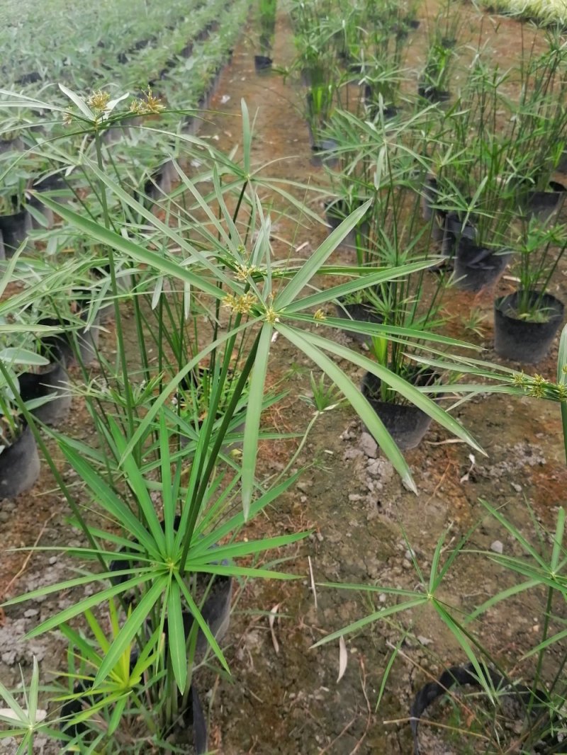 基地批发水生植物旱伞草小杯旱伞草大杯旱伞草一手货源