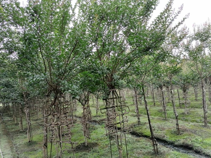 出售紫薇造型，福禄寿喜字等各种造型，高3-4米，价格面议