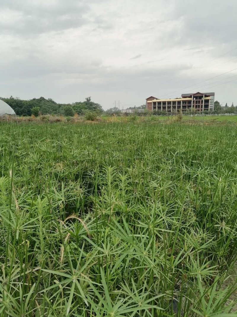 基地批发水生植物旱伞草小杯旱伞草大杯旱伞草一手货源