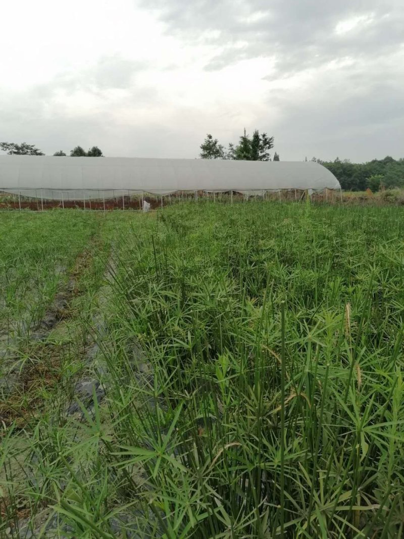 基地批发水生植物旱伞草小杯旱伞草大杯旱伞草一手货源