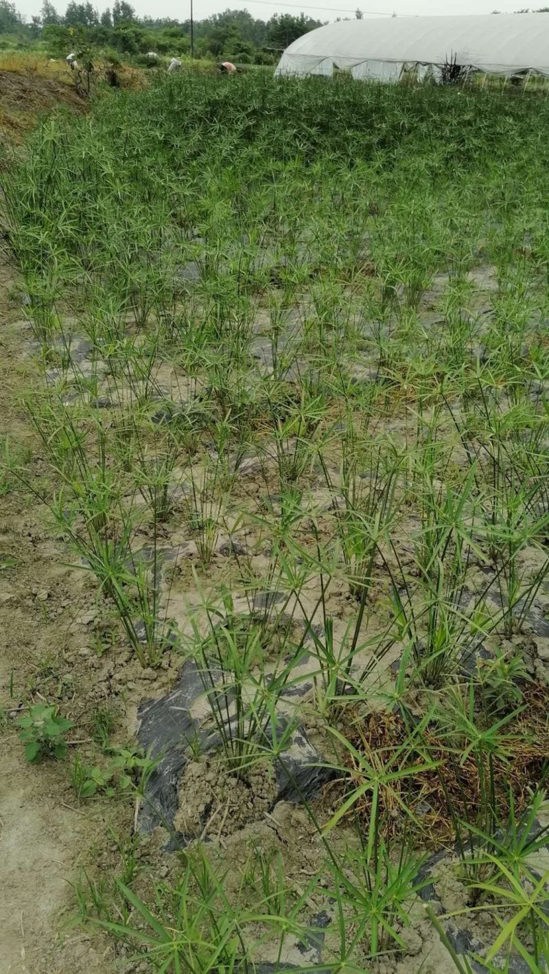基地批发水生植物旱伞草小杯旱伞草大杯旱伞草一手货源