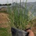 格拉斯芒（质优价廉，有大规模的种植基地）