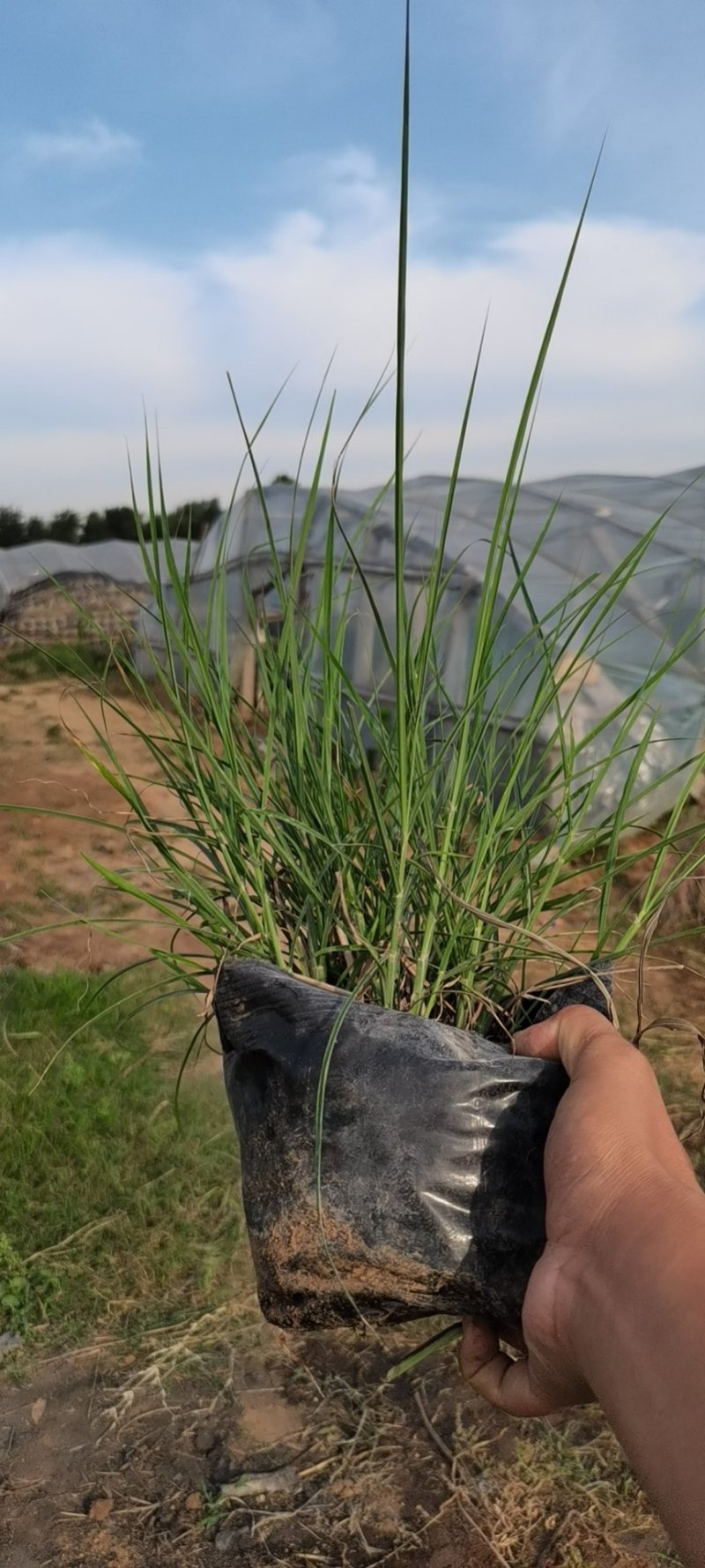格拉斯芒（质优价廉，有大规模的种植基地）