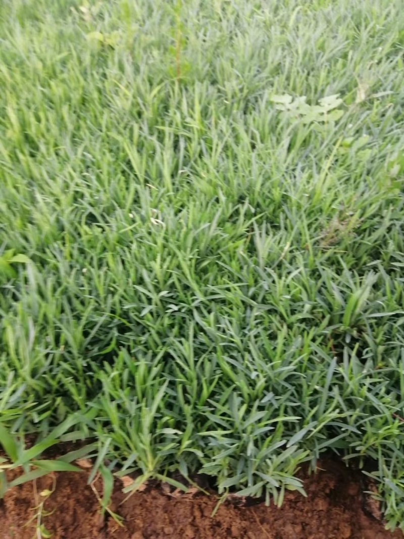 格拉斯芒（质优价廉，有大规模的种植基地）
