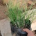 格拉斯芒（质优价廉，有大规模的种植基地）