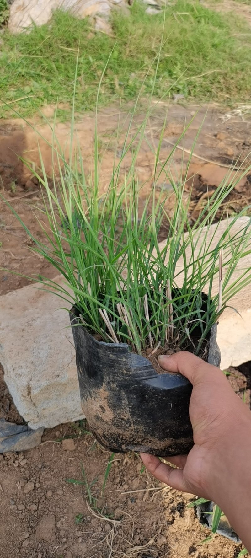 格拉斯芒（质优价廉，有大规模的种植基地）