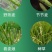 10.8%高效氟吡甲禾灵一年生禾本科杂草芦苇尖叶草除草剂